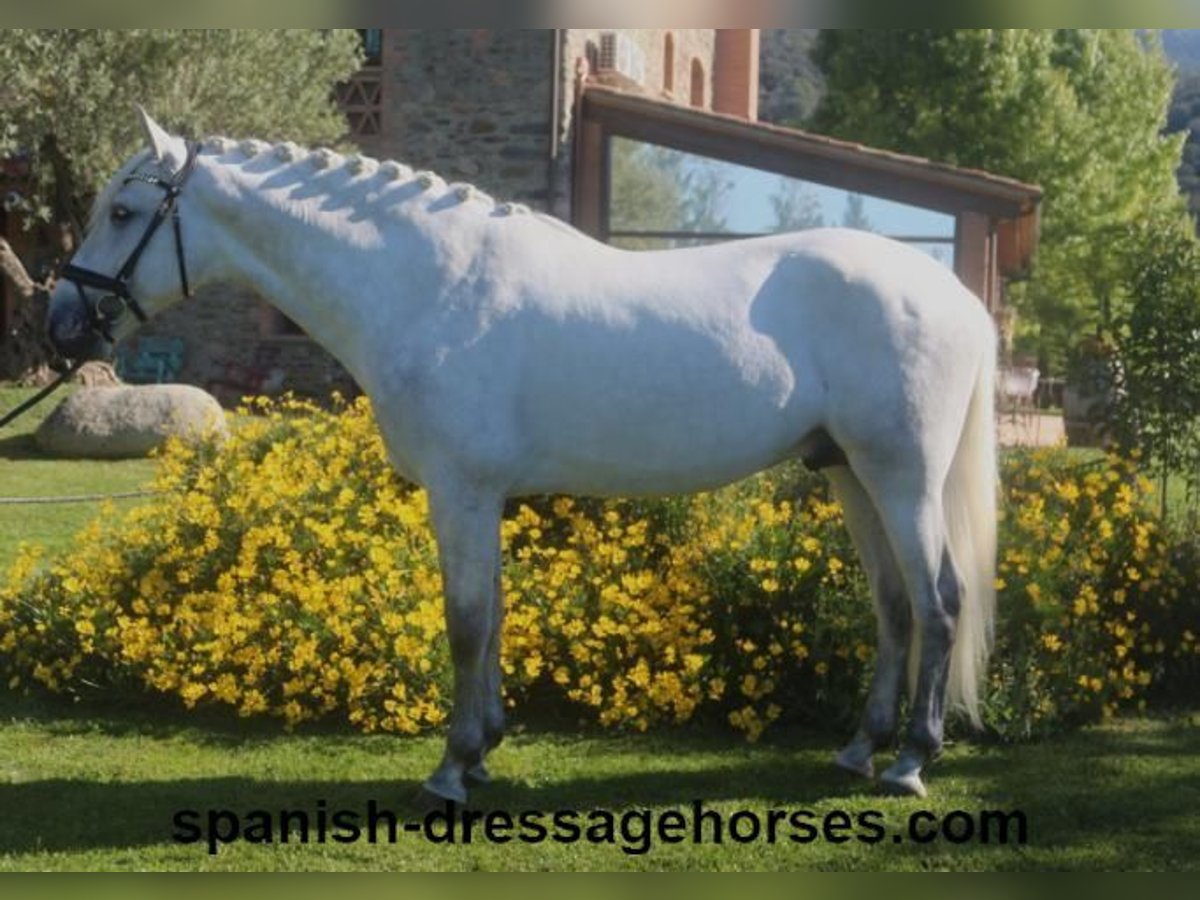 PRE Étalon 4 Ans 164 cm Gris in Barcelona