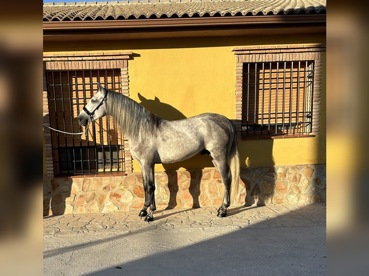 PRE Étalon 4 Ans 164 cm Gris pommelé in Valderrubio