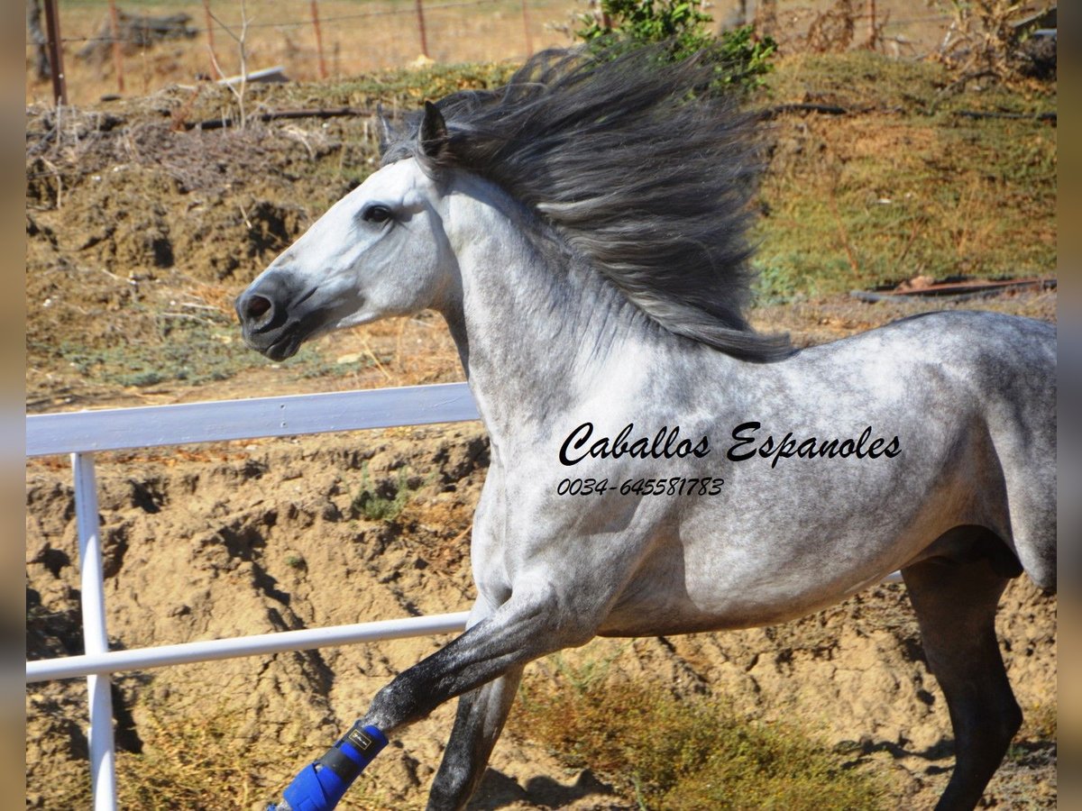 PRE Étalon 4 Ans 164 cm Gris pommelé in Vejer de la Frontera