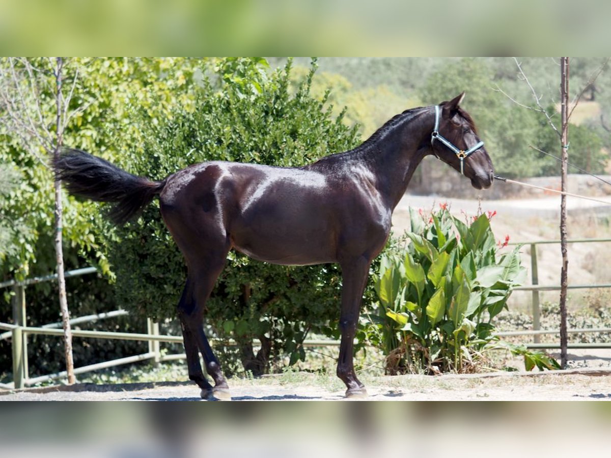 PRE Croisé Étalon 4 Ans 164 cm Noir in NAVAS DEL MADRONO