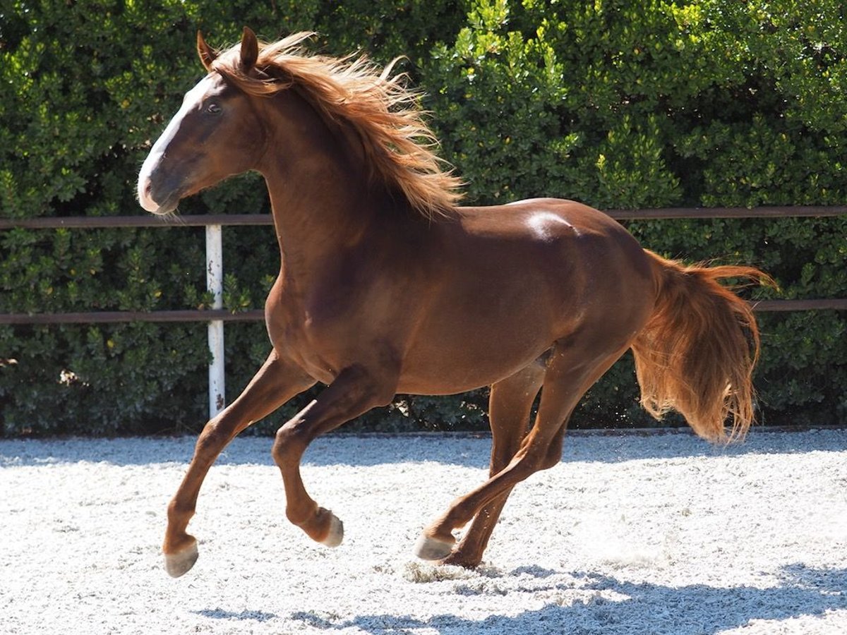 PRE Croisé Étalon 4 Ans 165 cm Alezan brûlé in NAVAS DEL MADRONO