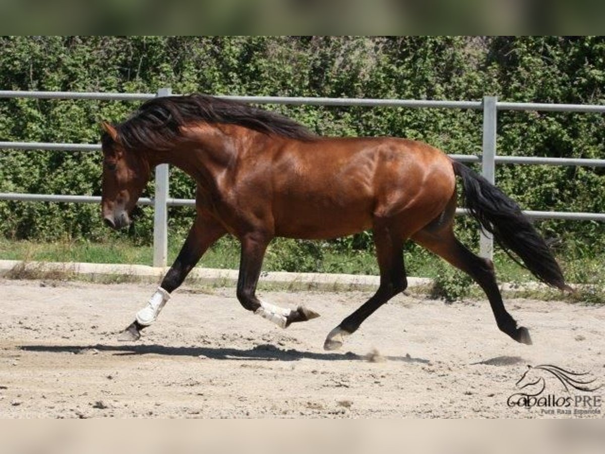 PRE Étalon 4 Ans 165 cm Bai in Barcelona