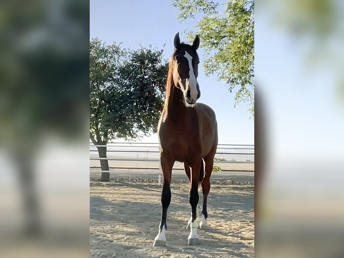 PRE Étalon 4 Ans 165 cm Bai in MORON DE LA FRONTERA