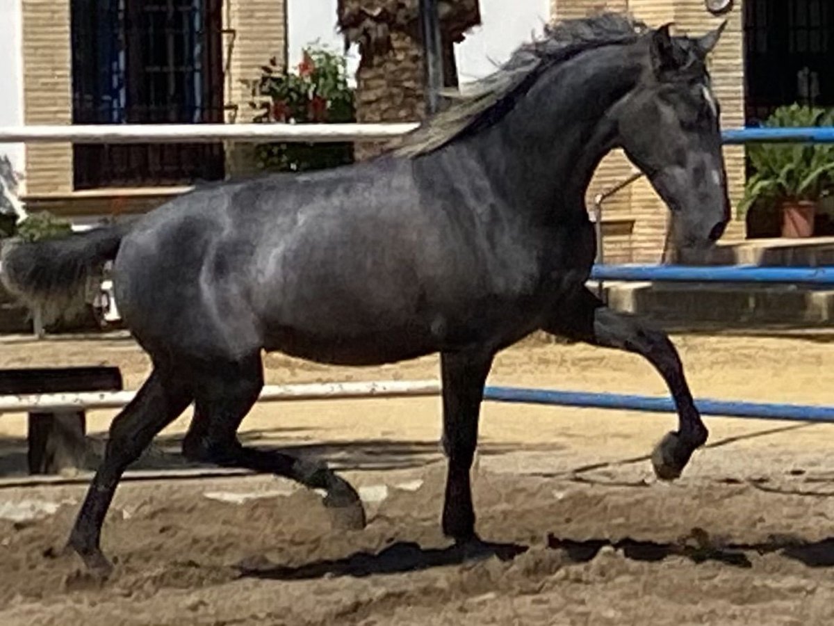 PRE Croisé Étalon 4 Ans 165 cm Gris in Fuentes De Andalucia