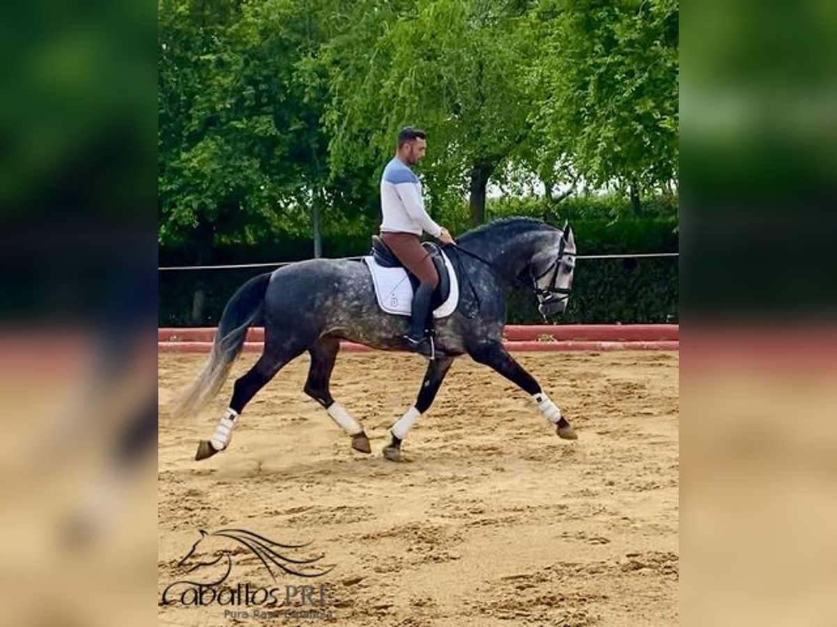 PRE Étalon 4 Ans 165 cm Gris in Malaga