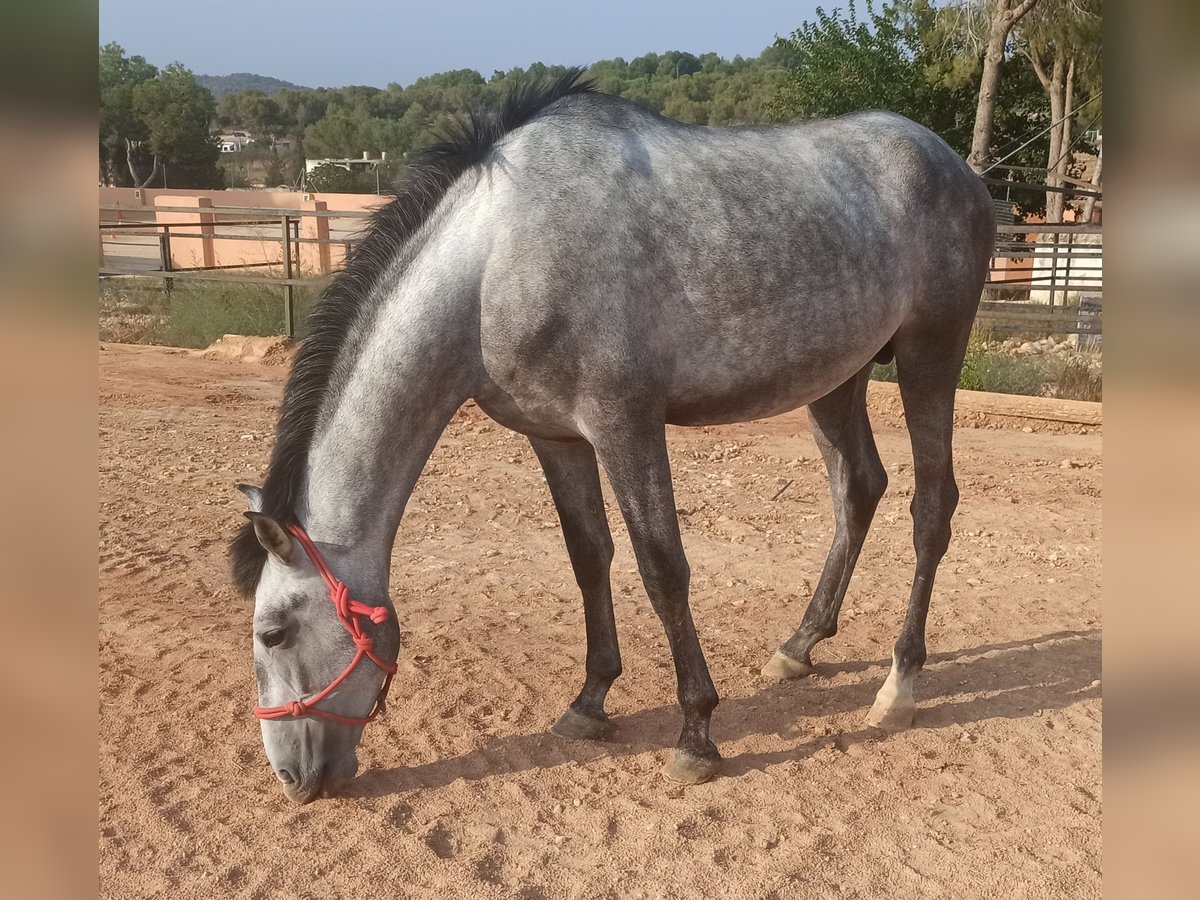 PRE Étalon 4 Ans 165 cm Gris pommelé in Pedralba