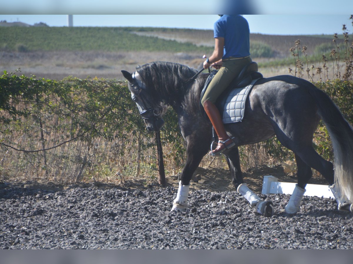 PRE Étalon 4 Ans 165 cm Gris pommelé in Vejer de la Fronera