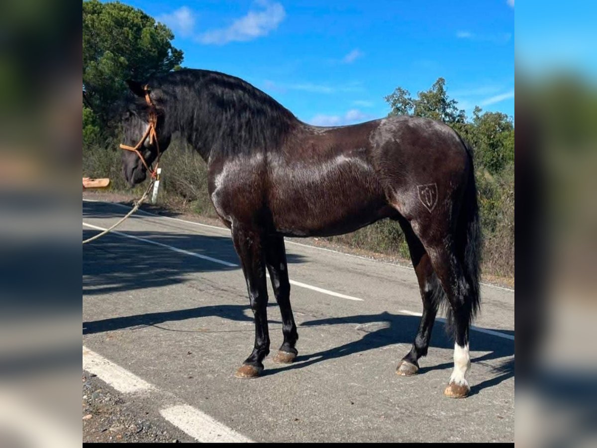 PRE Croisé Étalon 4 Ans 165 cm Noir in Huelva