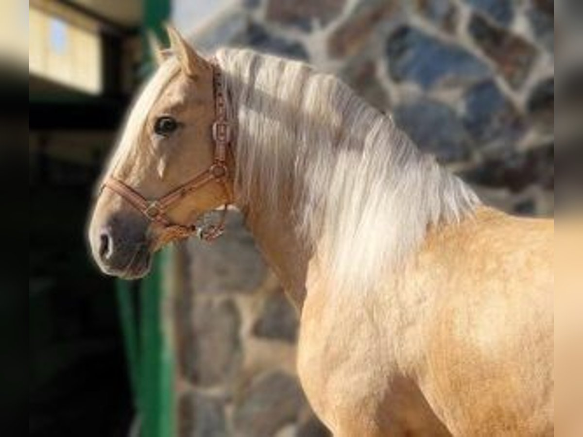 PRE Croisé Étalon 4 Ans 165 cm Overo-toutes couleurs in Alicante