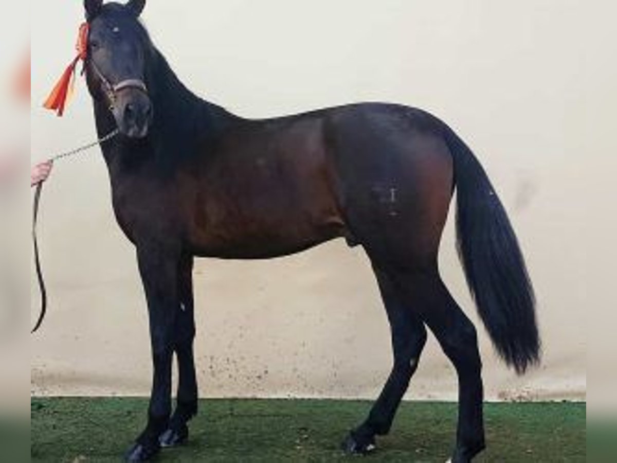 PRE Croisé Étalon 4 Ans 166 cm Bai cerise in MADRID