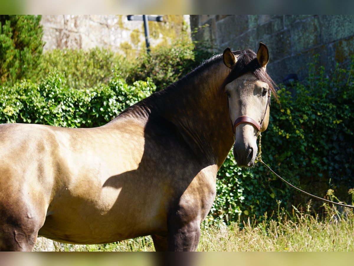 PRE Étalon 4 Ans 166 cm Buckskin in Ourense