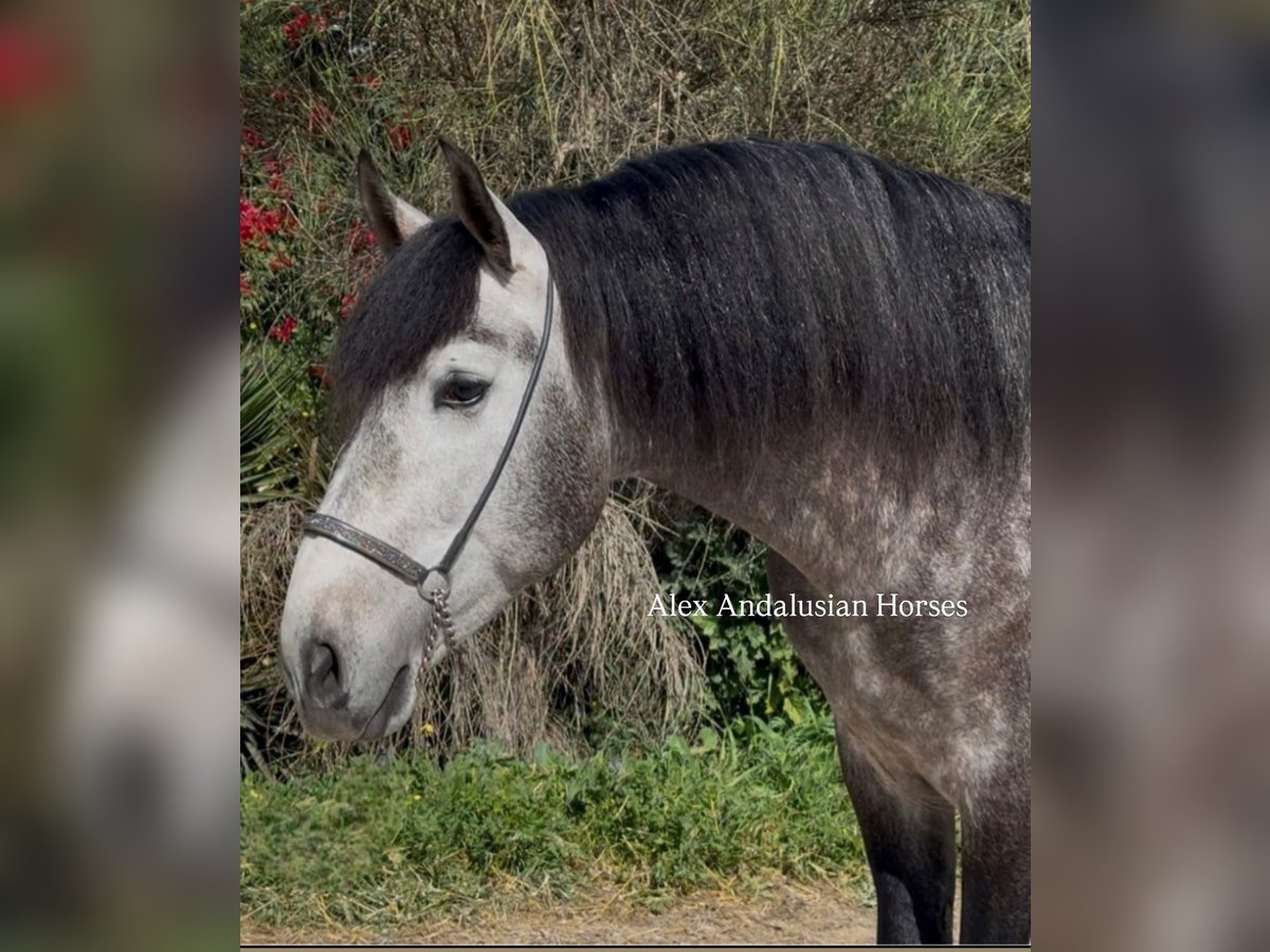 PRE Croisé Étalon 4 Ans 166 cm Gris pommelé in Sevilla