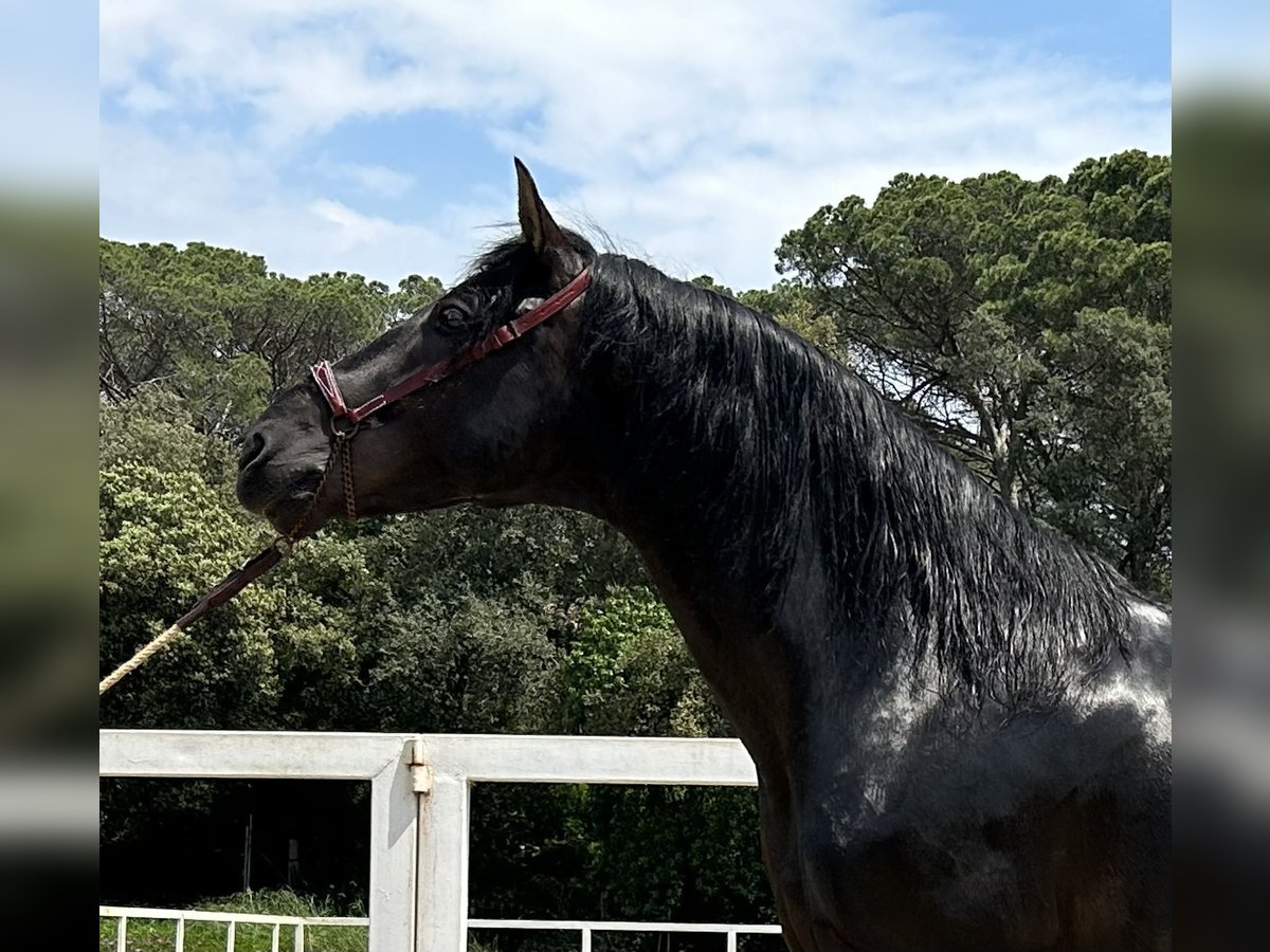 PRE Étalon 4 Ans 166 cm Noir in Palafolls