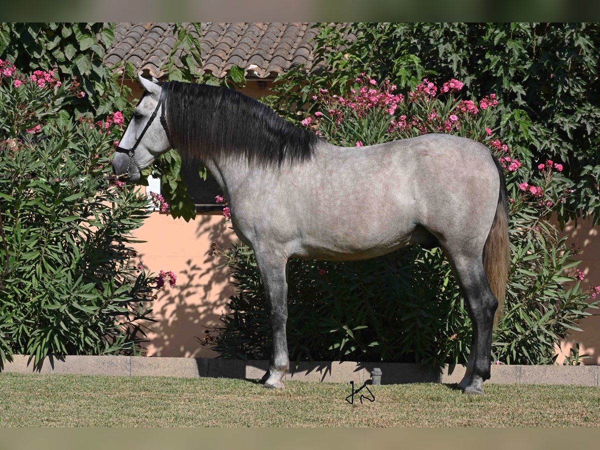 PRE Étalon 4 Ans 167 cm Gris in Alcudia