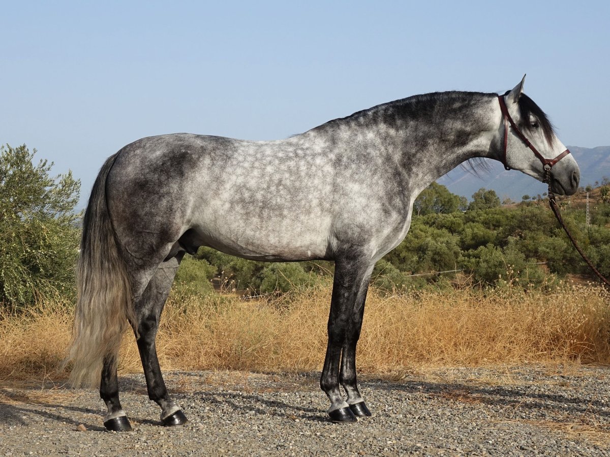 PRE Étalon 4 Ans 167 cm Gris in Coín, Malaga