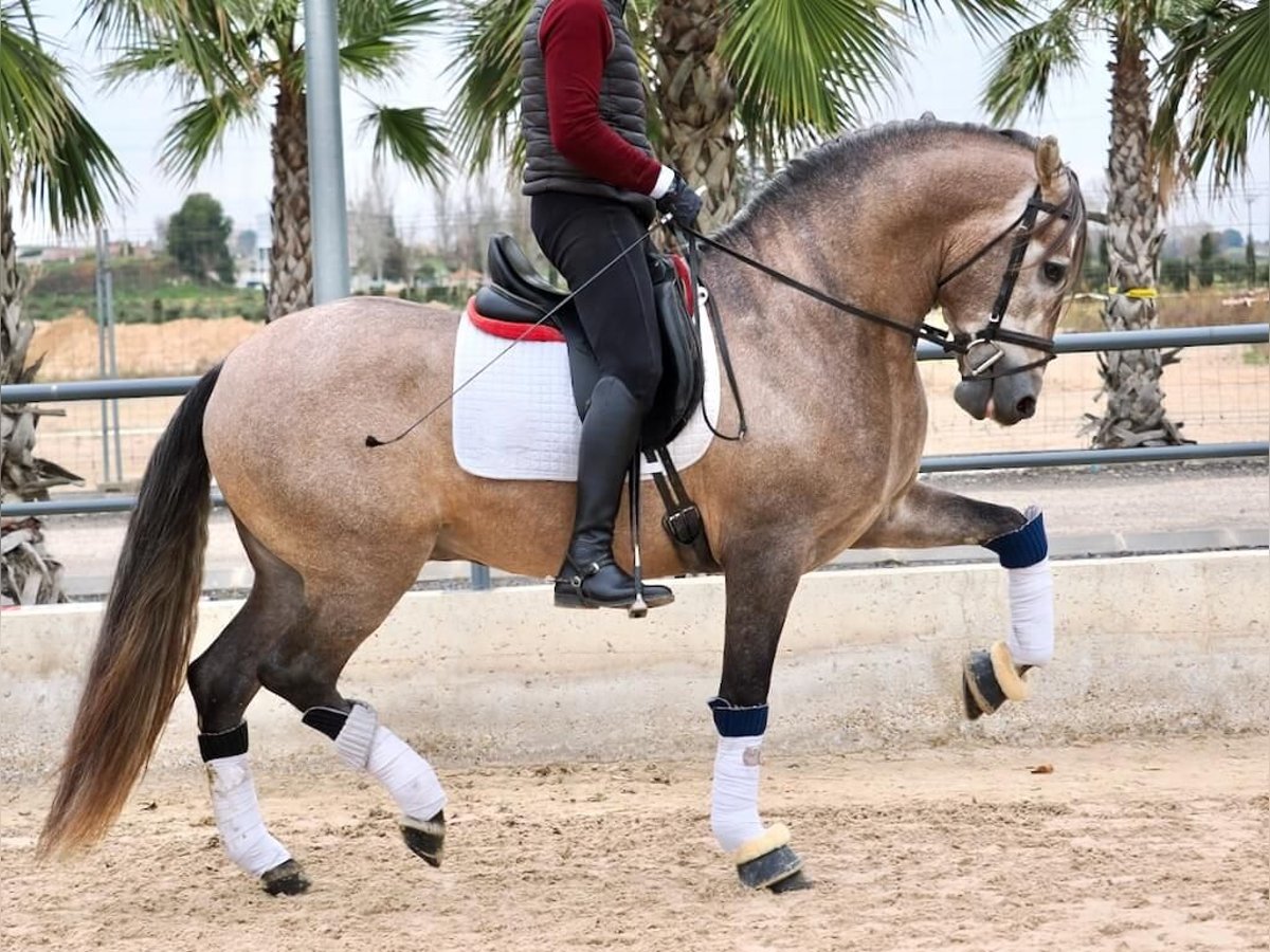 PRE Croisé Étalon 4 Ans 168 cm Gris in Navas Del Madroño