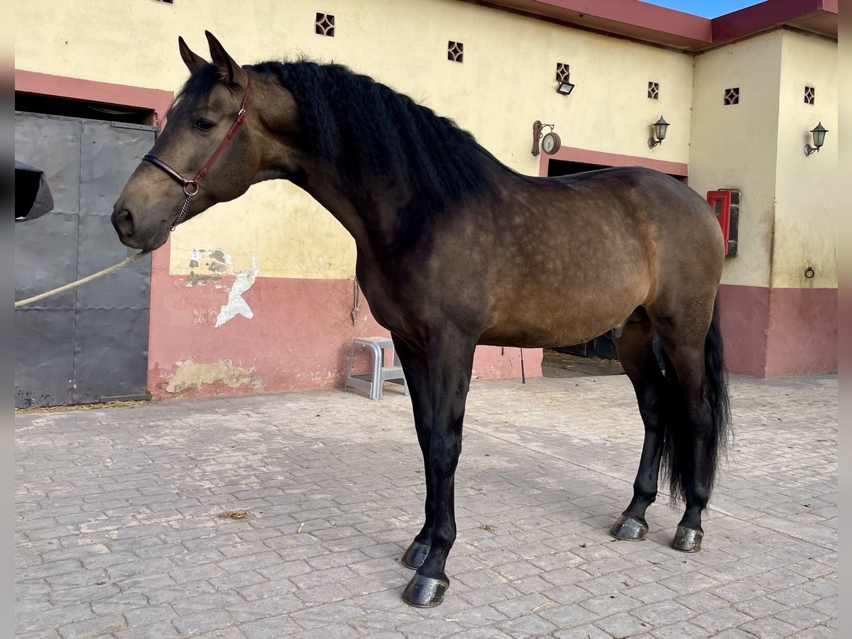 PRE Croisé Étalon 4 Ans 168 cm Isabelle in Granollers