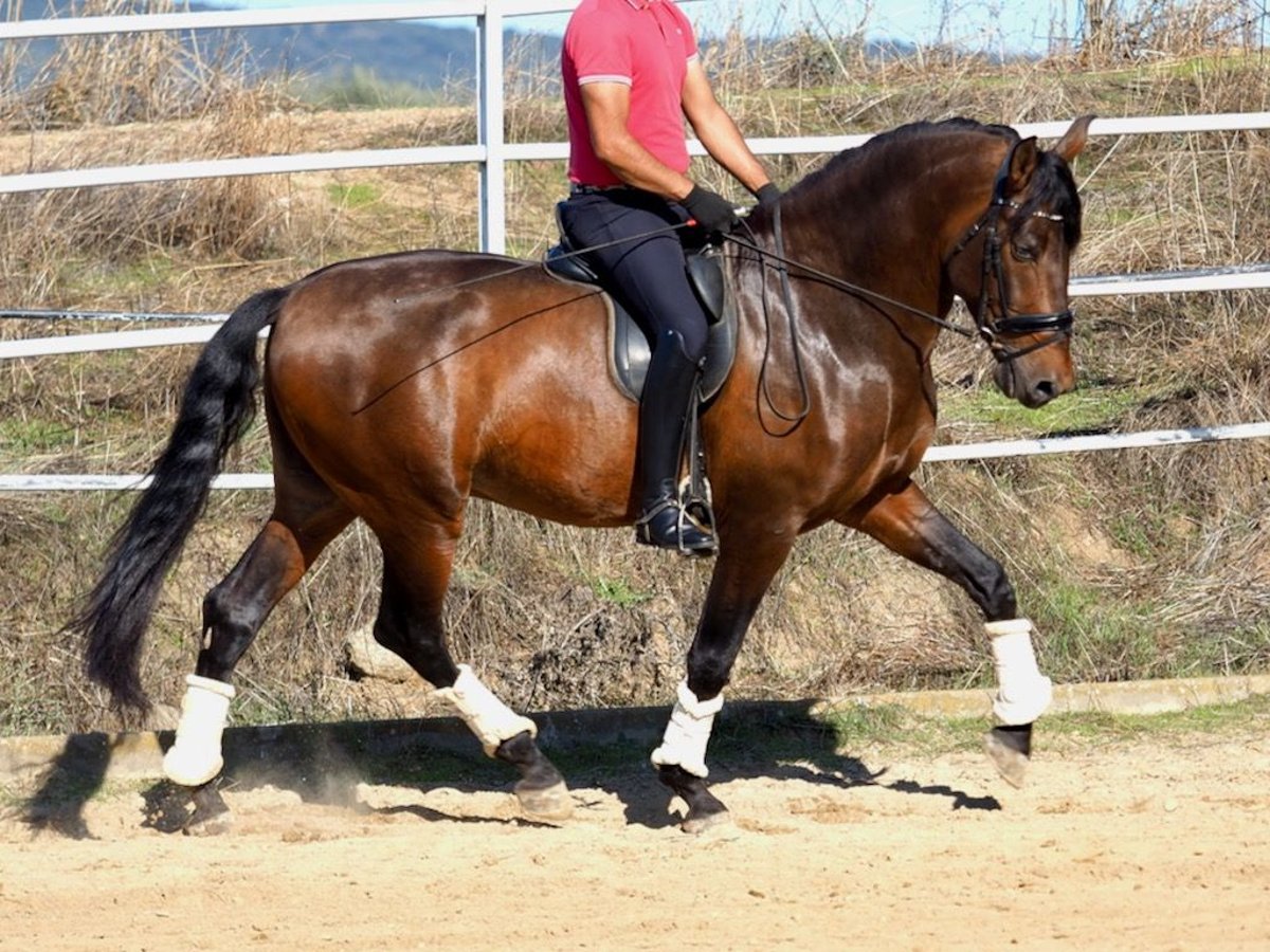 PRE Croisé Étalon 4 Ans 169 cm Bai in Navas Del Madroño