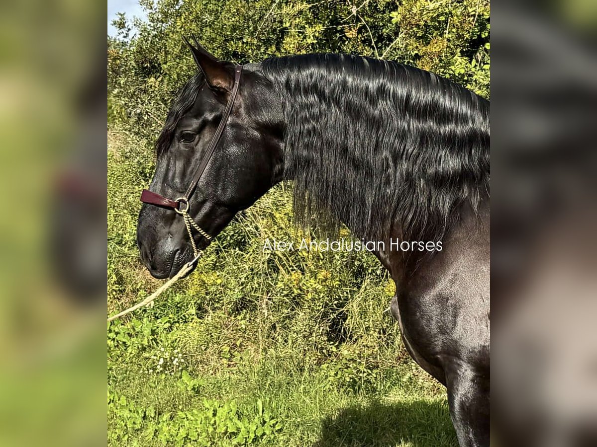 PRE Croisé Étalon 4 Ans 169 cm Noir in Sevilla