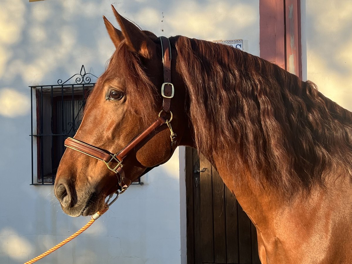 PRE Étalon 4 Ans 170 cm Alezan in Albacete