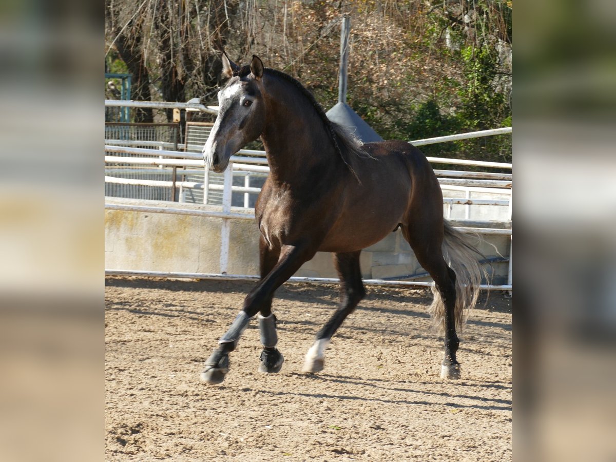 PRE Croisé Étalon 4 Ans 170 cm Aubère in Barcelona