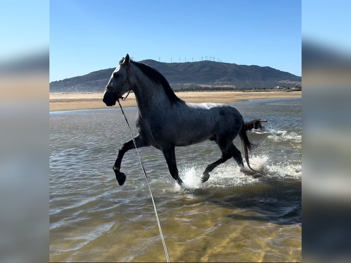 PRE Étalon 4 Ans 170 cm Gris in Tarifa