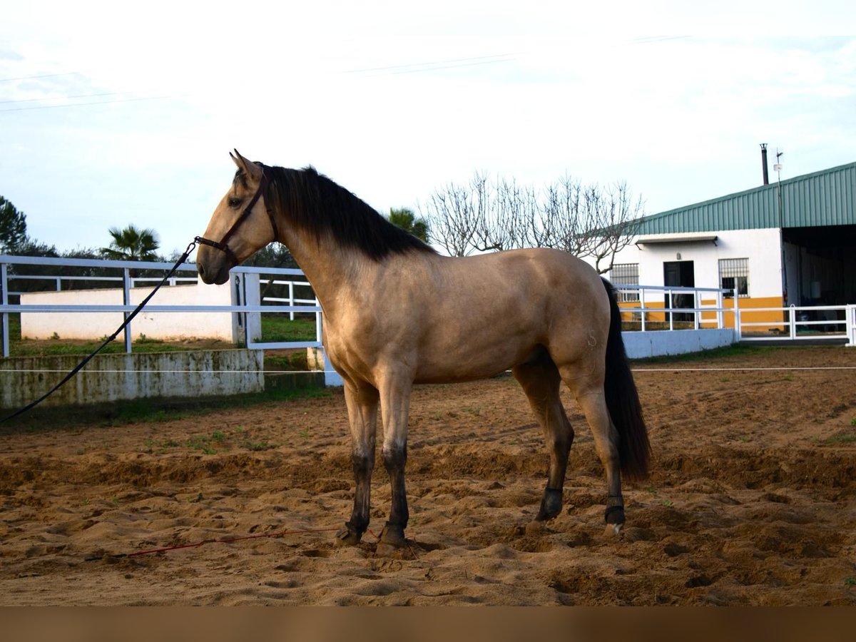 PRE Croisé Étalon 4 Ans 170 cm Isabelle in Maisonnais