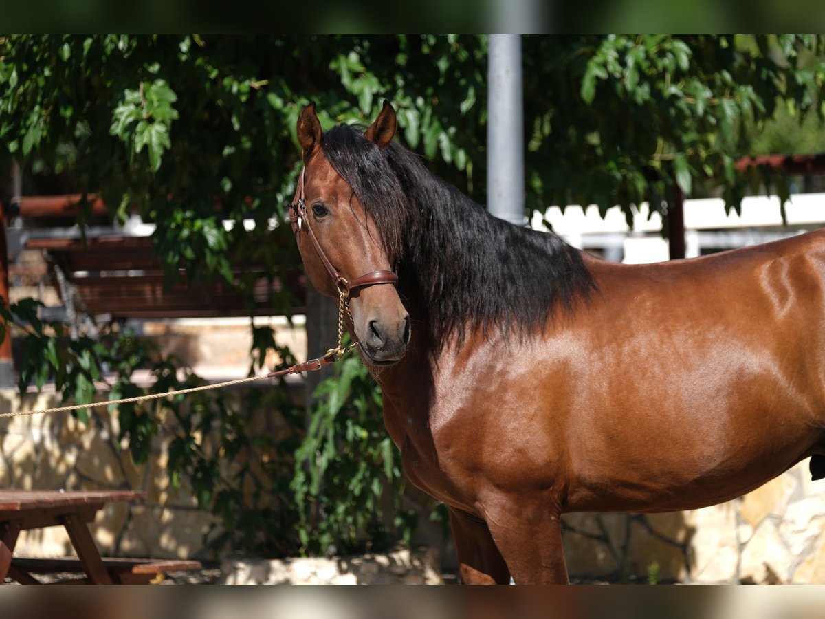 PRE Croisé Étalon 4 Ans 172 cm Bai in Hamburg