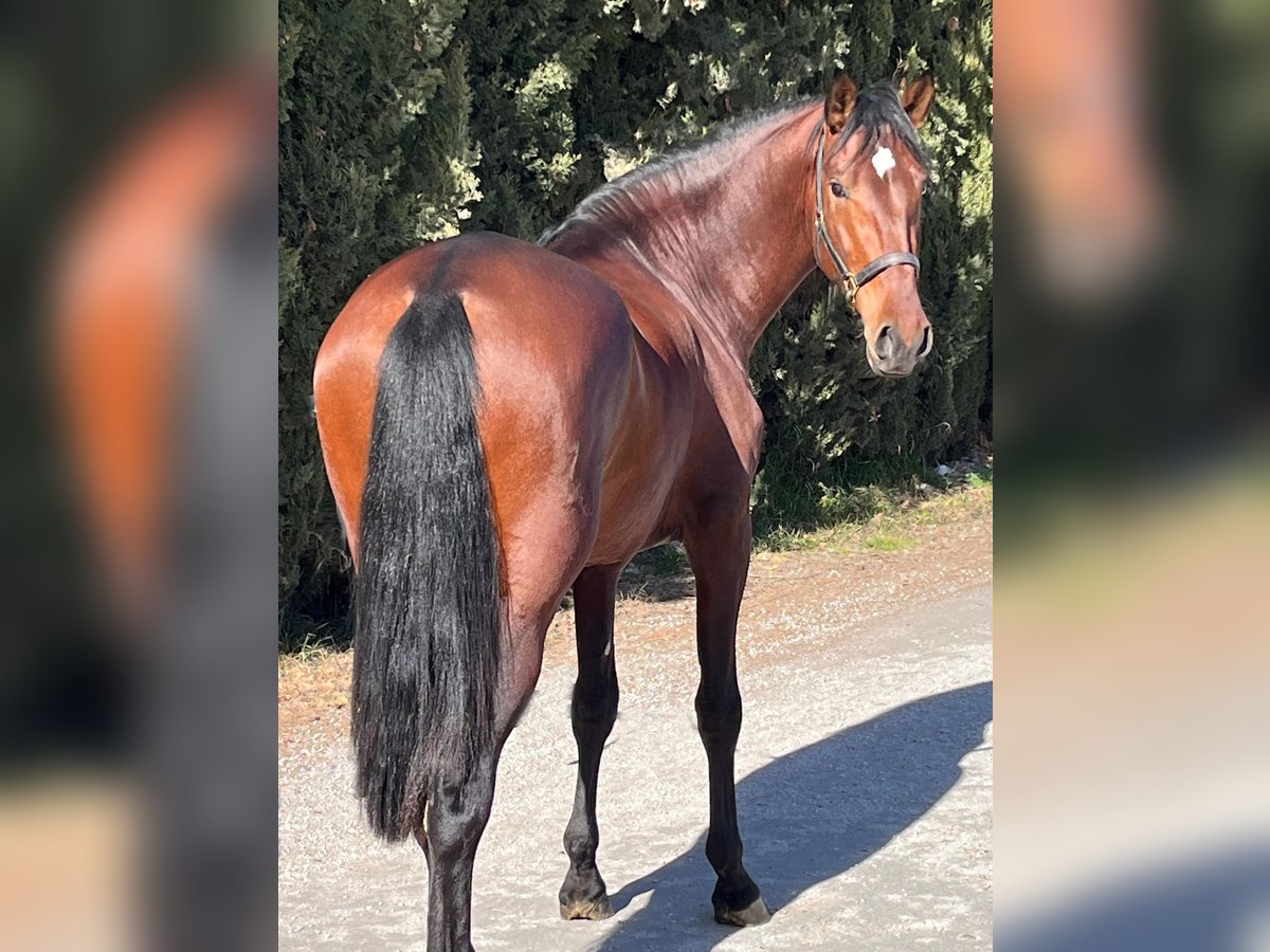 PRE Croisé Étalon 4 Ans 173 cm Bai in Hamburg Rahlstedt