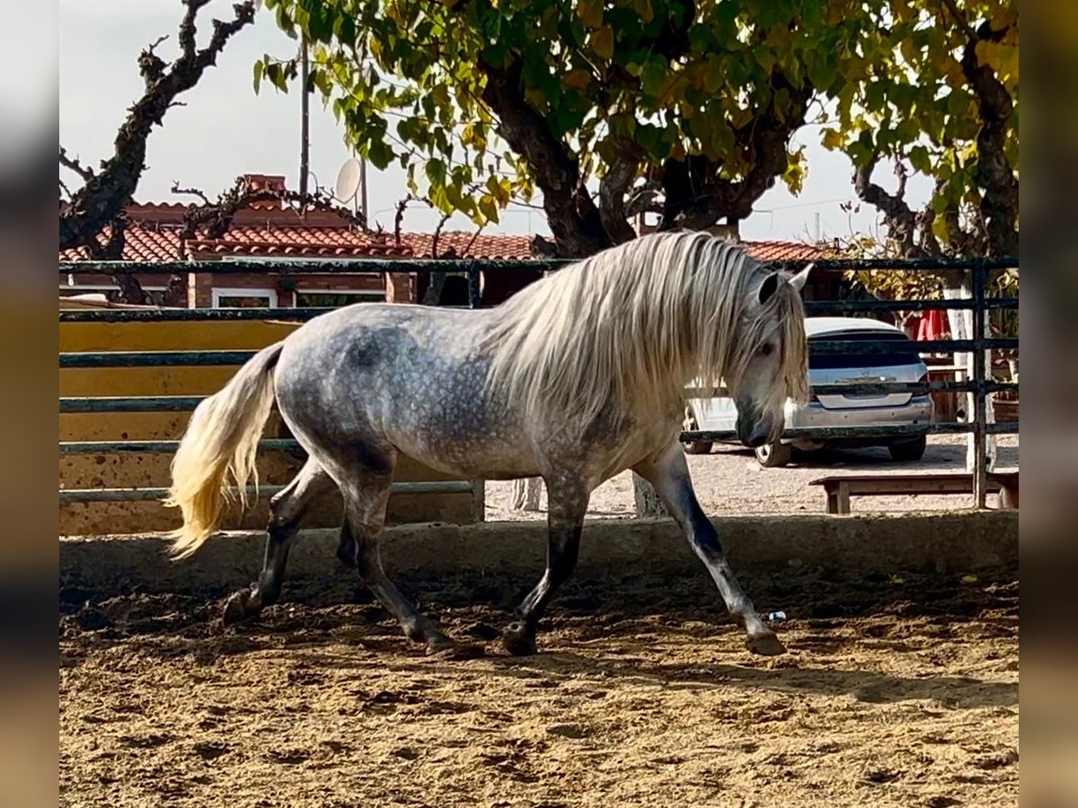 PRE Croisé Étalon 4 Ans 174 cm Gris pommelé in Martfeld