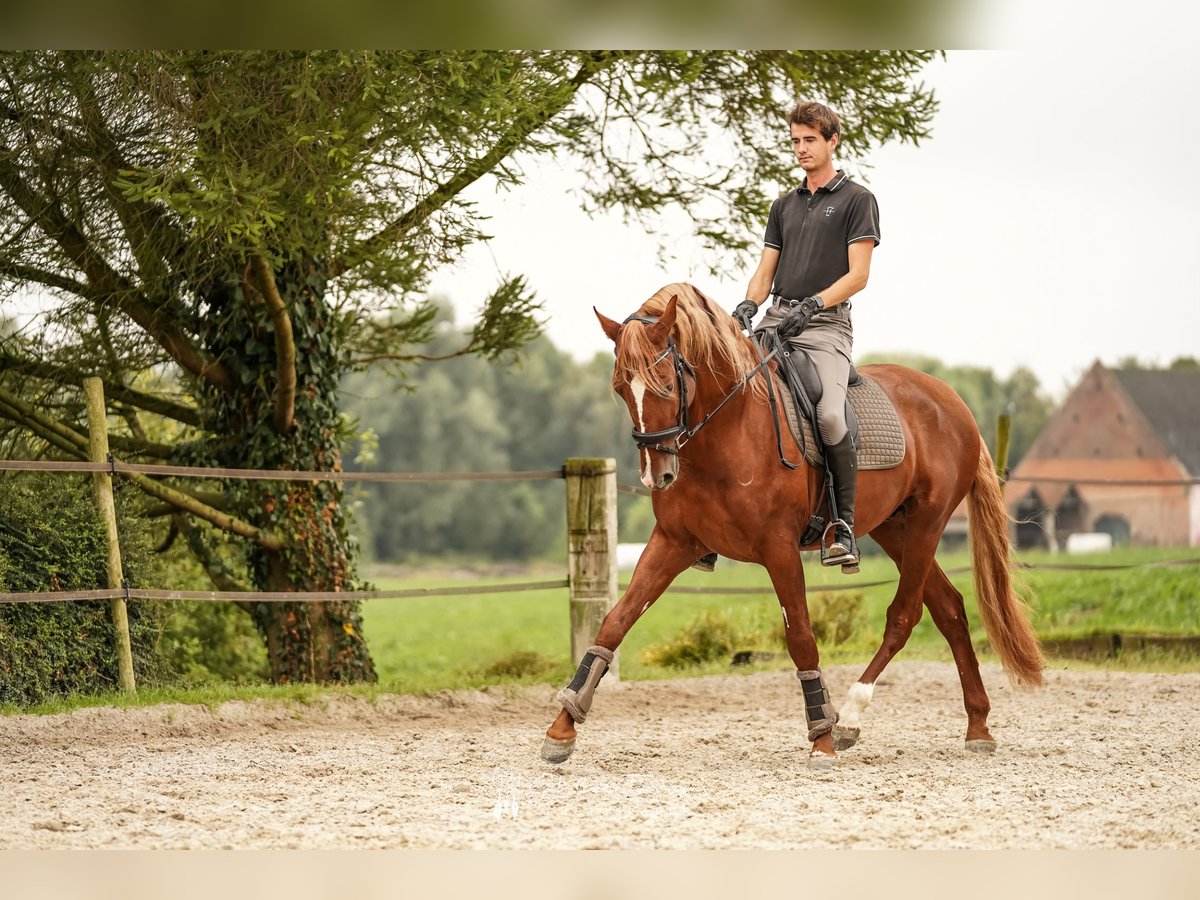 PRE Étalon 4 Ans 175 cm in Beauvechain