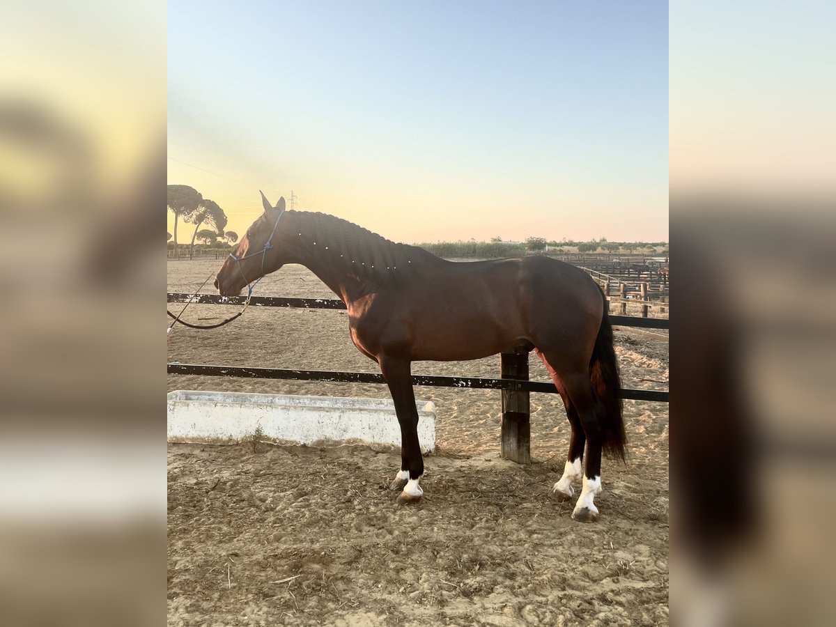 PRE Étalon 4 Ans 176 cm Bai brun in Almonte