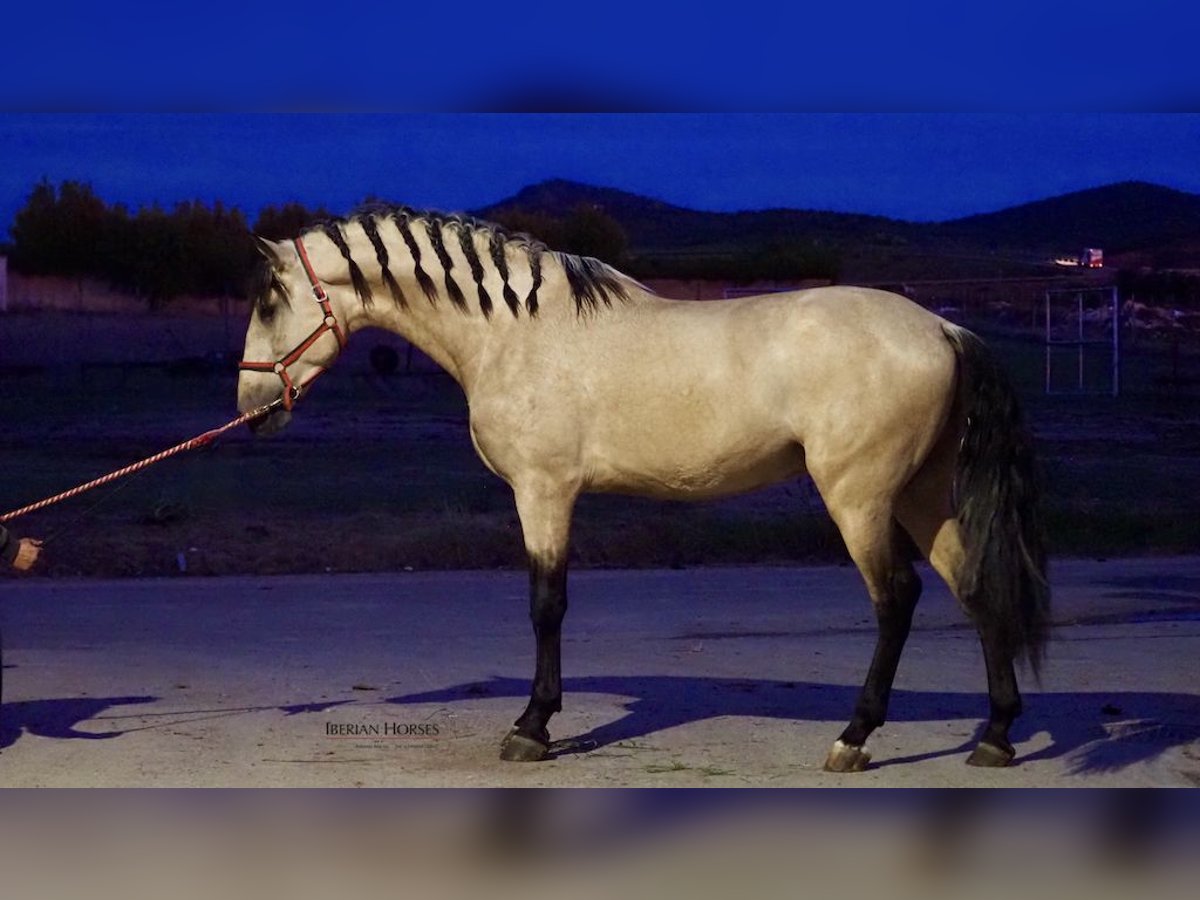 PRE Croisé Étalon 4 Ans 178 cm Isabelle in Navas Del Madroño