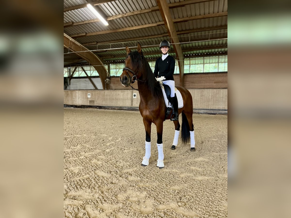 PRE Croisé Étalon 4 Ans in Kuppenheim