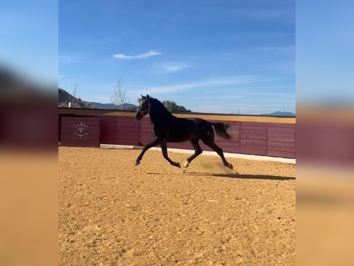 PRE Croisé Étalon 4 Ans Gris in Alicante