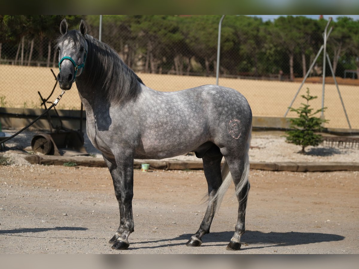 PRE Croisé Étalon 5 Ans 158 cm Gris pommelé in Hamburg