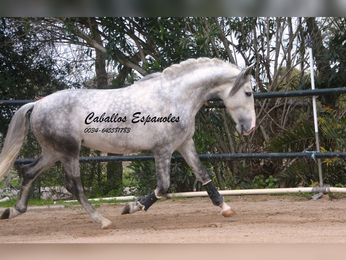 PRE Croisé Étalon 5 Ans 158 cm Gris pommelé in Vejer de la Frontera