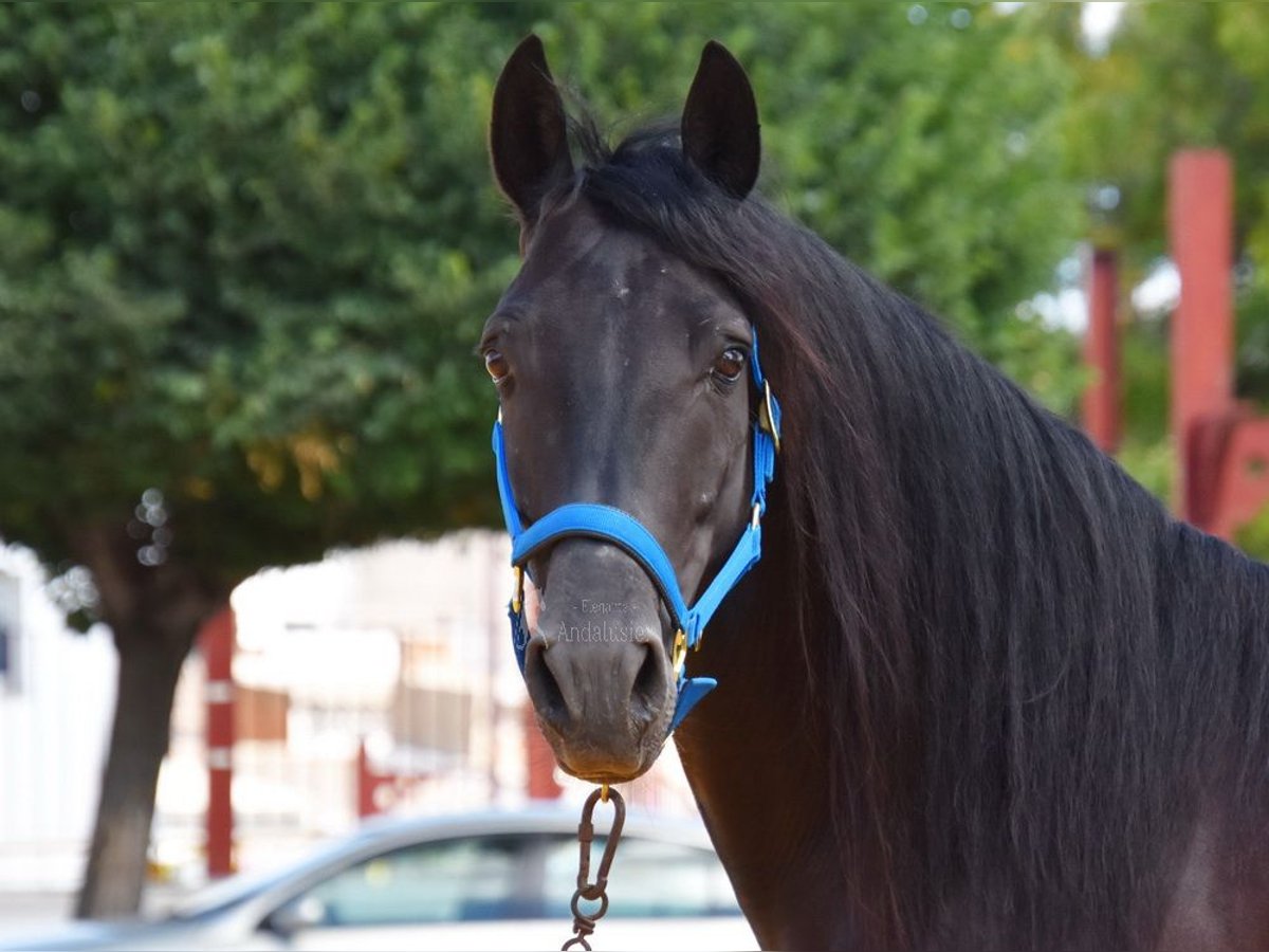 PRE Étalon 5 Ans 159 cm in Provinz Cordoba