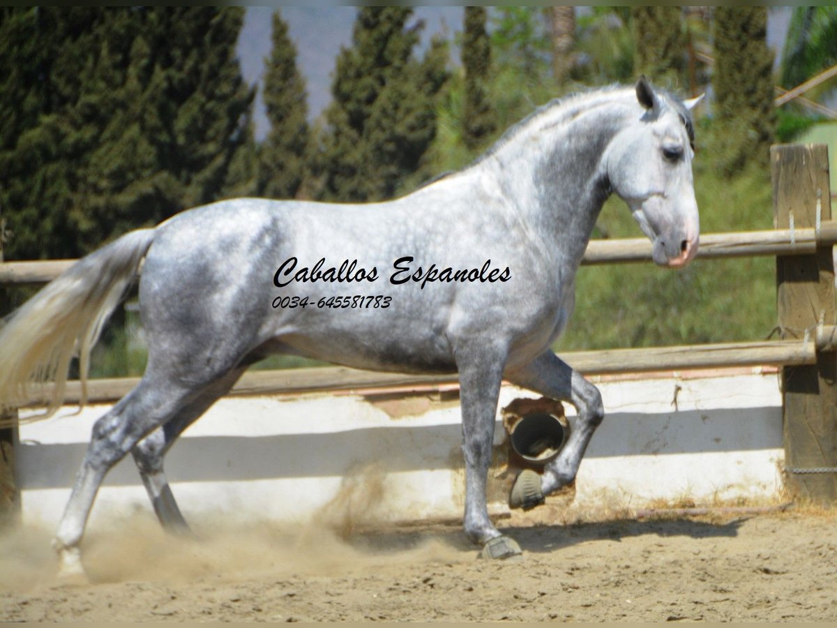 PRE Étalon 5 Ans 159 cm Gris pommelé in Vejer de la Frontera