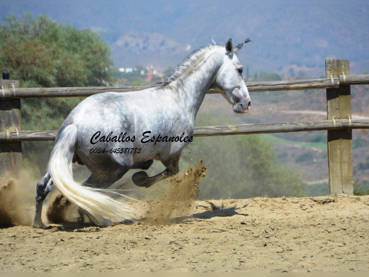 PRE Étalon 5 Ans 159 cm Gris pommelé in Vejer de la Frontera