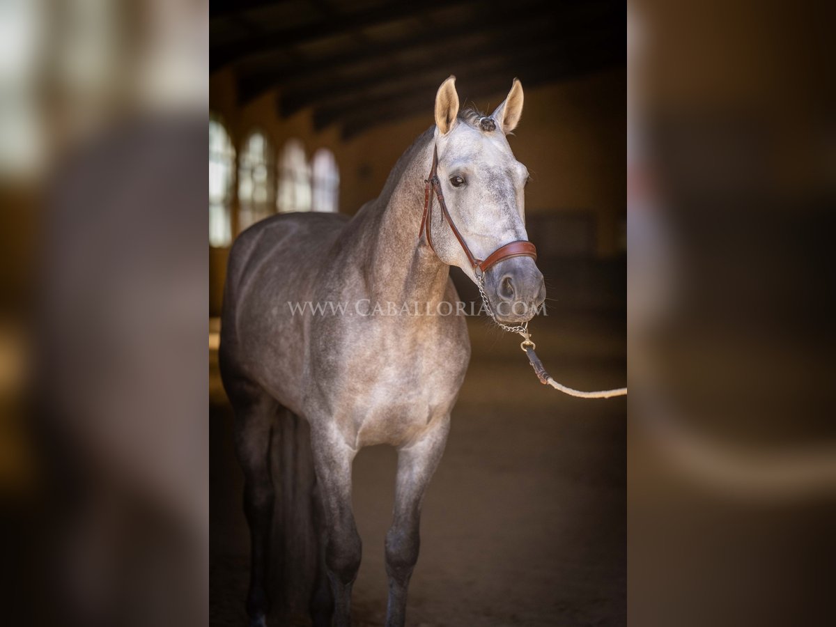 PRE Étalon 5 Ans 159 cm Rouan bleu in Rafelguaraf