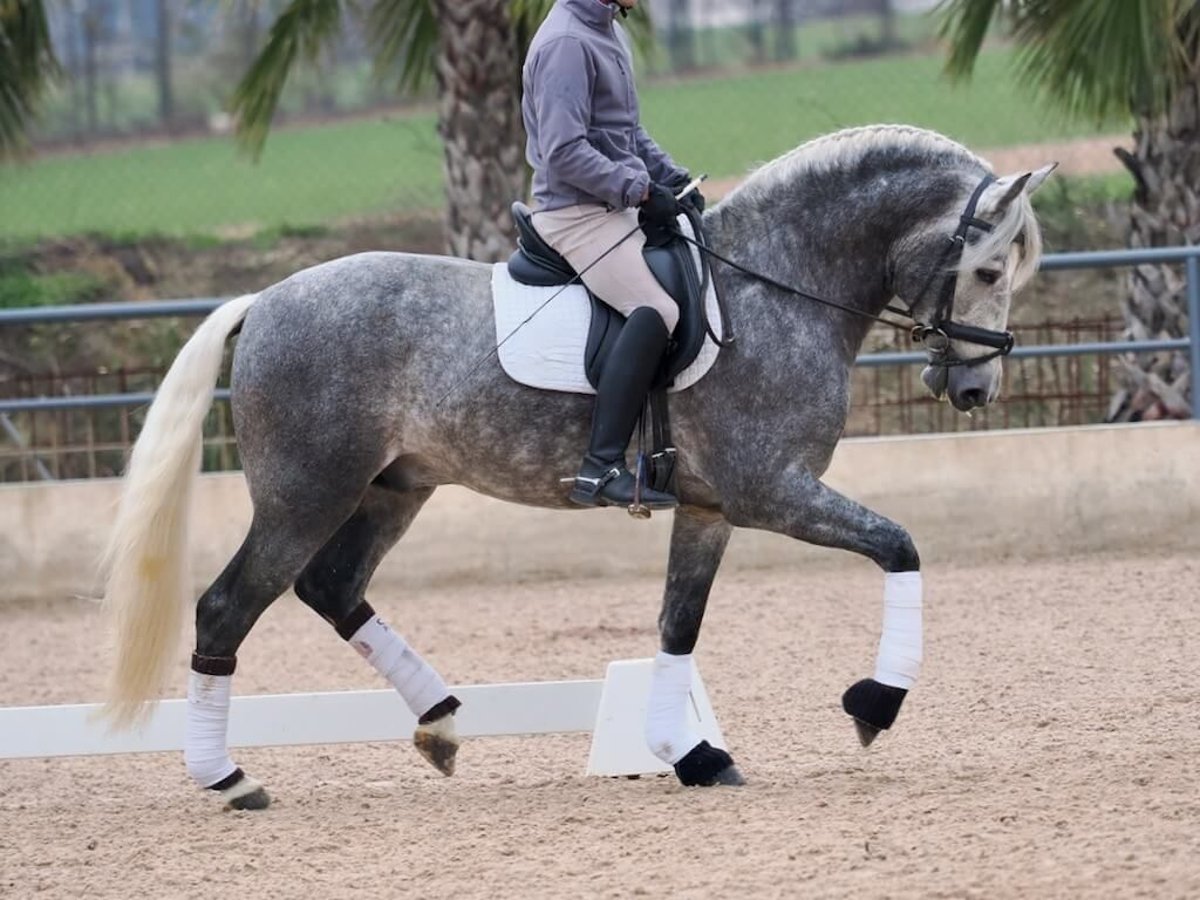 PRE Croisé Étalon 5 Ans 160 cm Gris in Navas Del Madroño