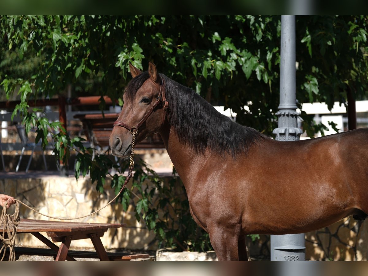 PRE Croisé Étalon 5 Ans 161 cm Bai cerise in Hamburg