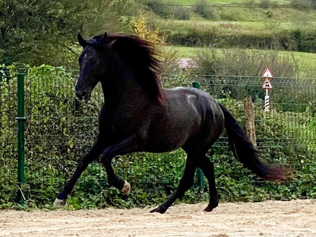 PRE Croisé Étalon 5 Ans 161 cm Noir in Navas Del Madroño