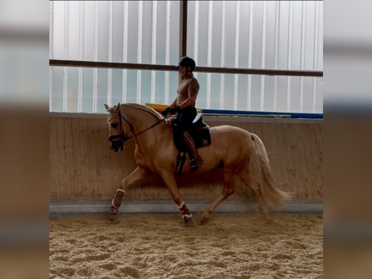 PRE Étalon 5 Ans 161 cm Palomino in Warendorf