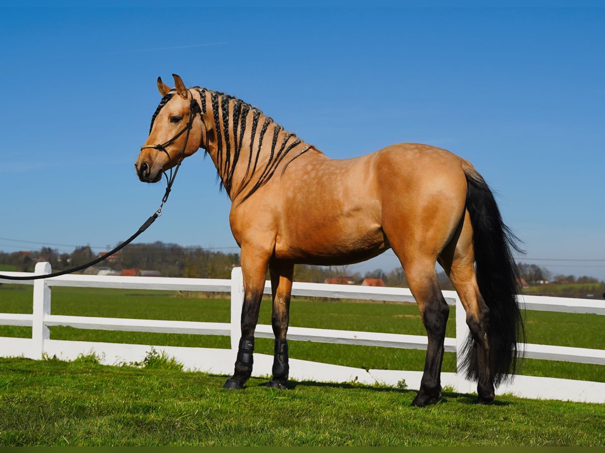 PRE Croisé Étalon 5 Ans 162 cm Buckskin in HEUVELLAND