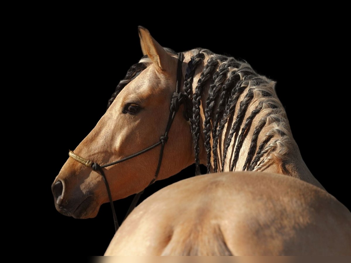 PRE Étalon 5 Ans 162 cm Buckskin in HEUVELLAND