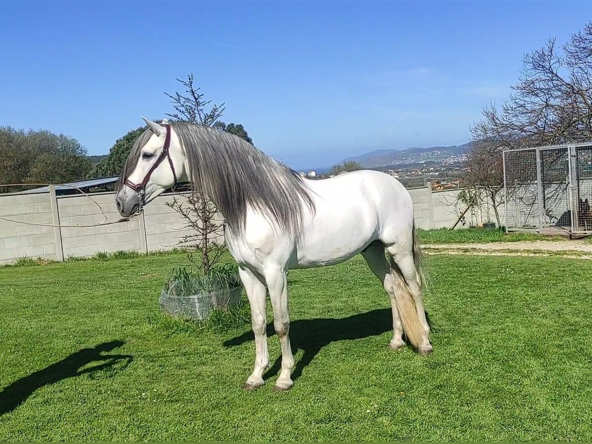 PRE Croisé Étalon 5 Ans 162 cm Gris in Sm