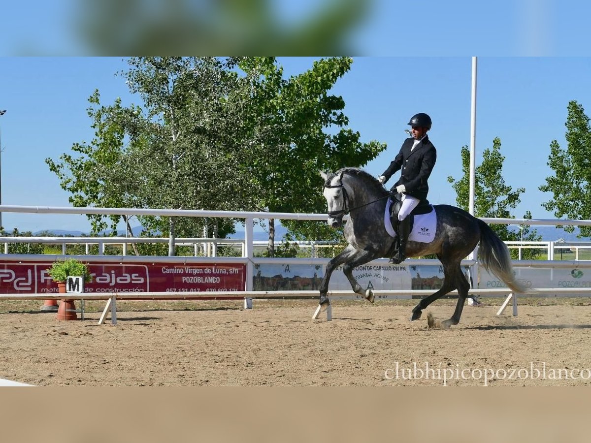 PRE Étalon 5 Ans 162 cm Gris pommelé in Villanueva De Córdoba