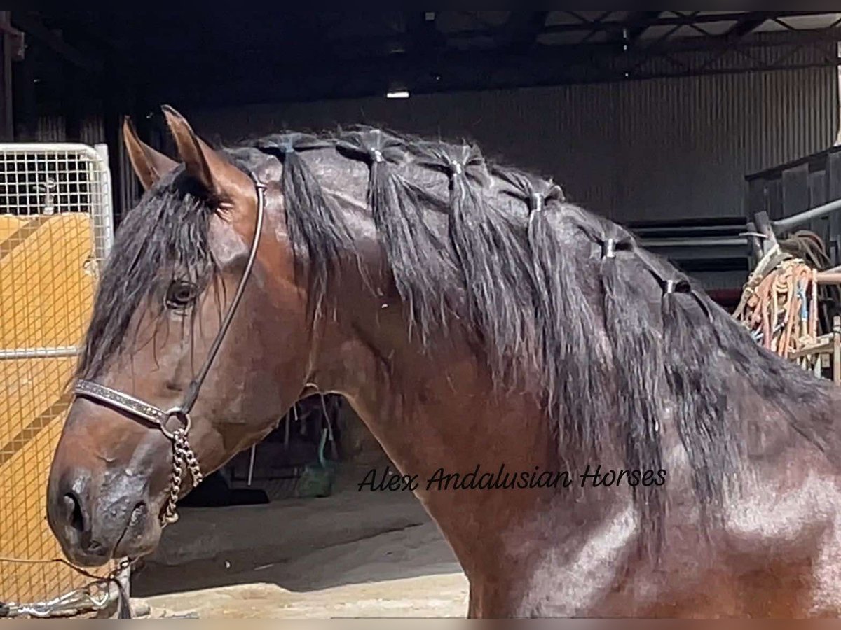 PRE Croisé Étalon 5 Ans 163 cm Bai in Sevilla